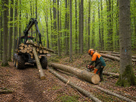 Sečnja bukovih dreves